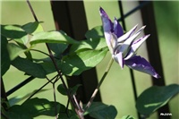 71853e54-IMG_7058 klematis.jpg